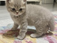 Pek Yakışıklı British Shorthair Oğlumuz