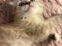 Scottish Fold Pamuğumuz Yeni Yuvasını Arıyor!