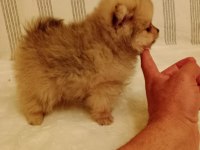 Ömürlük Irk Garantili Pomeranianlar