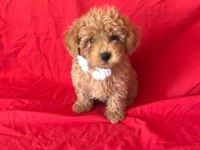 Mini Poodle Yavrular