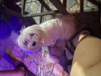 5 aylık kızımız yavru maltese