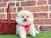 Pomeranian Boo Teddy Bear Gerçek Ayıcıklar