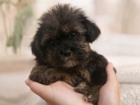 Shih Tzu Dişi Erkek Yavrular Özel Renk Mevcut