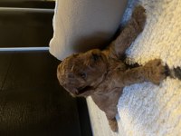 Toy Poodle Köpeği