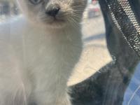 British Shorthair Blue Point