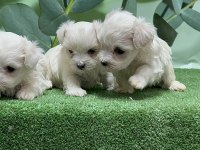 Gönderim İmkanı İle Maltese Yavru Köpekler