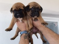 Cane corso ırk ve sağlık garanti bebekler