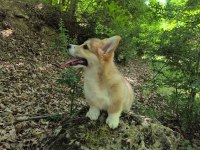 Wels corgi pembroke