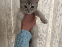 3 Yakışıklı British Shorthair Yavrumuz Oyuncu Ve Sevgi Dolular