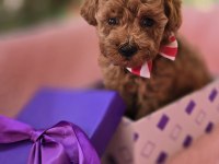 Yavru Poodle Köpekler Sağlık Ve Irk Garantilidir