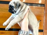 Dünya Tatlısı Pug Köpeği Yavruları