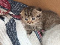 Yeni Yavru Kediler Asil Ve Çok Uygun