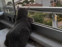 Sevimli British Shorthair Kızımız İçin Yuva Arıyoruz