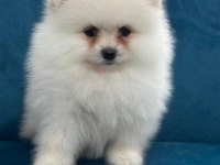 Bize Danışmadan Pomeranian Almayın
