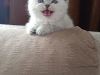 Scottish Fold Lynx Point Top Kafa
