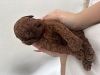 Dark Brown Teacup Poodle Aşılı