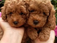 Toy Poodle Efsane Yavrular
