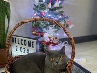 Acil Sahiplendirme British Kedimiz 4 Yaşında