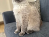 1,5 Yaşında Kısırlaştırılmış British Shorthair Kızımız
