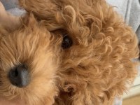 Toy Poodle 2,5 - 3 Aylık