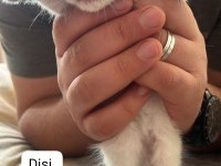 Sıcak Yuvasını Arayan Sevimli Mavi Gözlü Boncuk Kediler