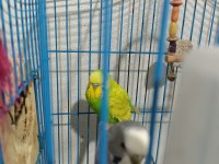 Sadece 4 adet muhabbet kuşumuz kaldı