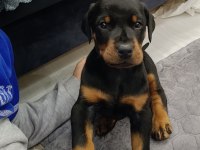 Europan doberman yavruları