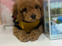 Harika Koyu Kahve Maltipoo Bebeğimiz