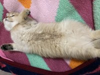 British Shorthair Prenses Manolya