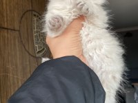 Prenslerim British Longhair