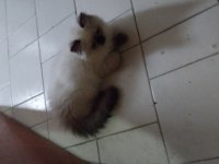 Blue Point British Longhair