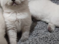 Erkek Ve Dişi Blue Point British Shorthair Bebekler