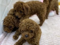 Erkek Dişi Toy Poodle Yavrularımız