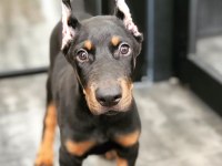 Show kalite doberman köpekler