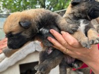 A Kalite Belçika Kurdu (Malinois) Son Yavrular