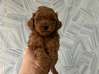 Toy Poodle Yavrularımız Sağlık Garantili
