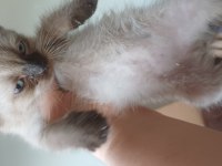 Adana yavru kediler teslime hazır