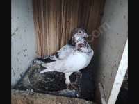 Kırmızı Şallı Erkek Tip Güvercin