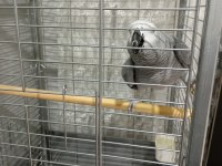 Jako papağanı 2 yaşında