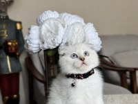 Scottish Fold Silver Point