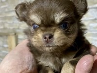 Çok Tatlı Minik Şivava (Chihuahua)