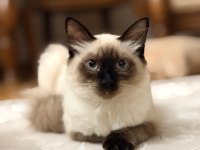 Siyam Kedilerimizi Sahiplendirmek İstiyoruz