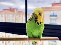 25Li Jumbo / Show Jumbo Takım Muhabbet Kuşlar