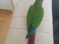 Yeme Düşmüş Yeşil Yanaklı Konur Papağanı