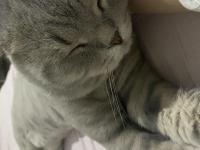 3 Tane Kedimiz Bir Anne Ve İki Yavru