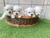 Irk Garantili Maltese Yavruları
