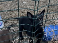 Erkek Siyah Belçika Kurdu