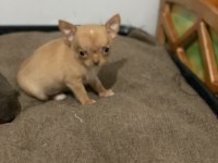 18 Ekim Doğumlu 2 Adet Chihuahua Yavrusu Sağlıklı Ve Oyuncu