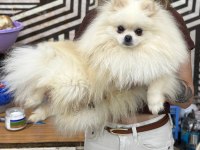 Pomeranian boo oğlumuz