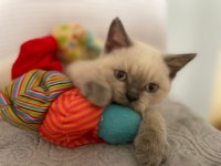 Acil Scottish Straight Yavru İlanı